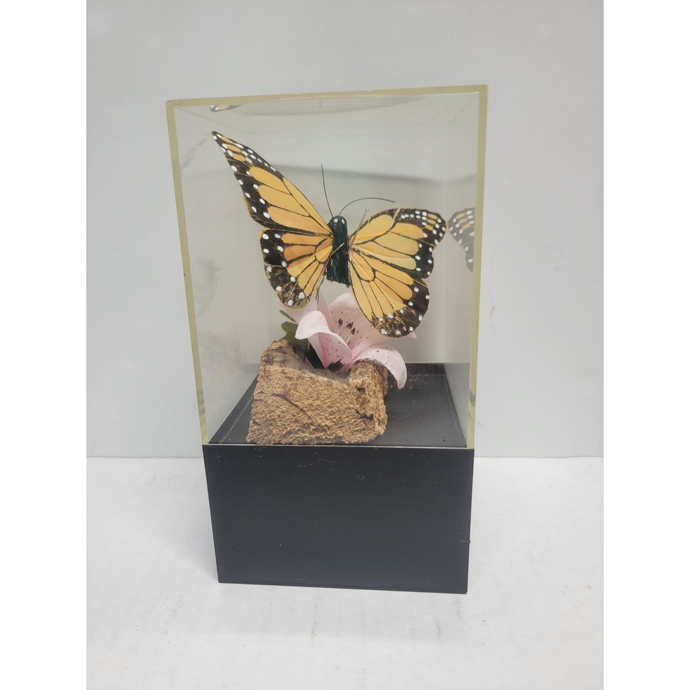 Vintage Malayan Rose Butterfly Taxidermy Music Box Plays Fur Elise Malaysia